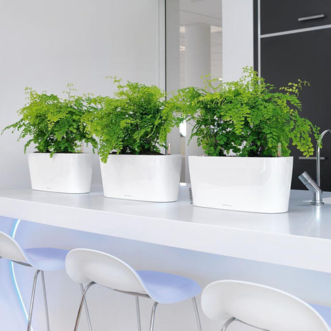 lechuza delta self watering indoor planter Lechuza Delta 20 Self Watering Table Planter – Vertical Gardens Direct
