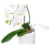 Image of Lechuza Deltini Self Watering Pot