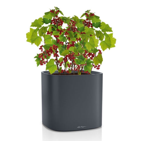 Lechuza PILA Planter 35