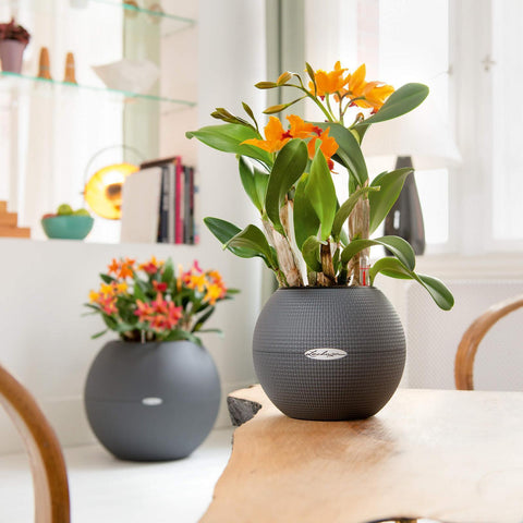 20 diameter plant pot Lechuza Puro 20 Diameter Self Watering Pot