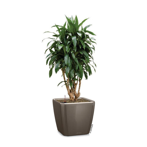 Lechuza Quadro LS 28 Self Watering Pot - 28cm