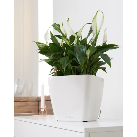 Lechuza Quadro LS 35 Self Watering Pot - 35cm