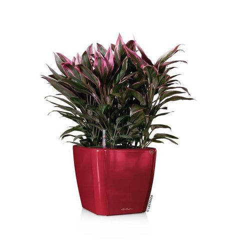 Lechuza Quadro LS 35 Self Watering Pot - 35cm