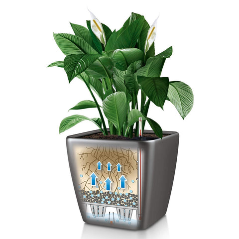 Lechuza Quadro LS 35 Self Watering Pot - 35cm