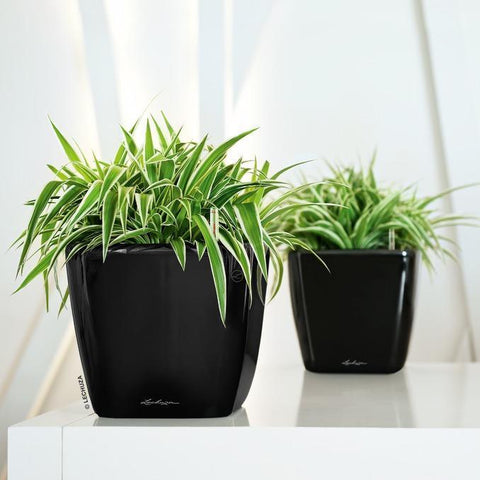 Lechuza Quadro LS 35 Self Watering Pot - 35cm