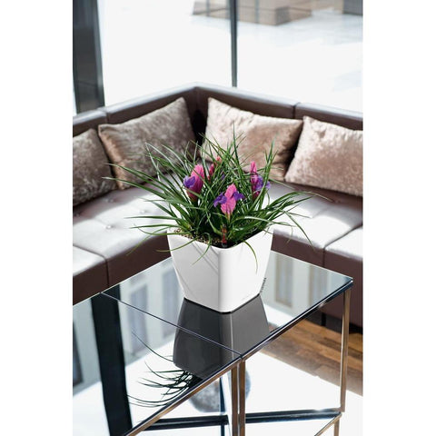 Lechuza Quadro LS 50 Self Watering Pot - 50cm