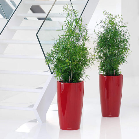 32cm plant pot Lechuza Rondo 32 Self Watering Pot