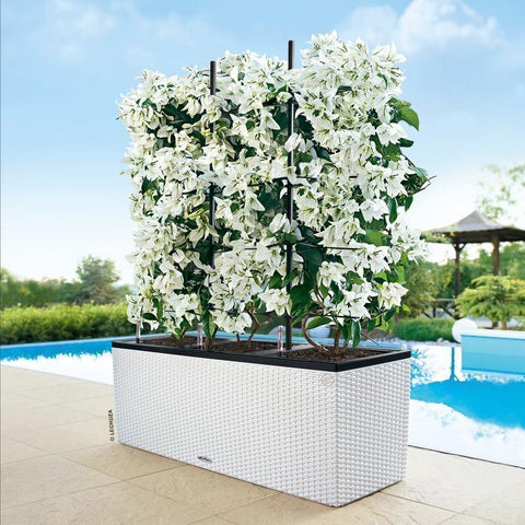 trough planter self watering Lechuza Trio 30 Cottage Self Watering Planter Trough – Vertical Gardens Direct