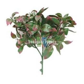 Purple and Green Jasmine Stem