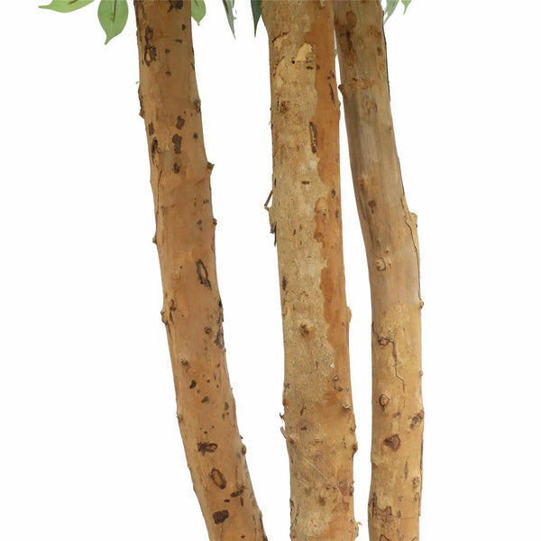 Large Custom Made Ficus Tree 250cm – Vertical Gardens Direct