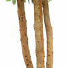 Image of Large Custom Made Ficus Tree 250cm