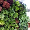 Image of Vicinity Greenwall 40 Pots, Tanks, Pump & Irrigation Kit 1.2m x 1.2m