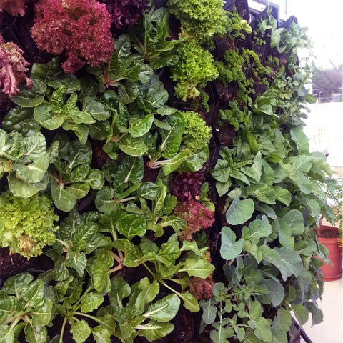 Vicinity Greenwall Vertical Garden Kit - 20 Pots