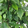 Image of Artificial Potted Ficus Tree 160cm