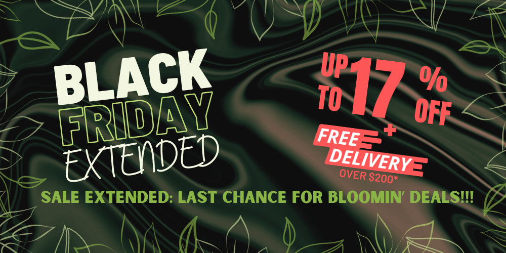 Black Friday Sale